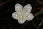 Carolina grass of Parnassus